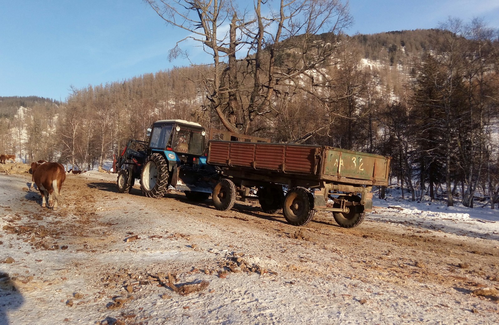 Farm in Altai. - My, Farm, Cow, Sheeps, Agricultural machinery, Everyday life, Nature, Mountain Altai, Longpost, Altai Republic