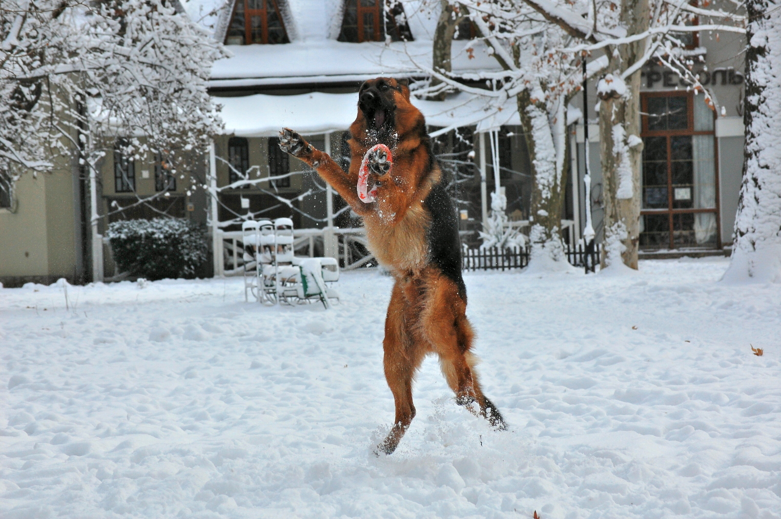 First winter - My, Kodo, German Shepherd, Dog, The photo, Longpost, Winter, Snow