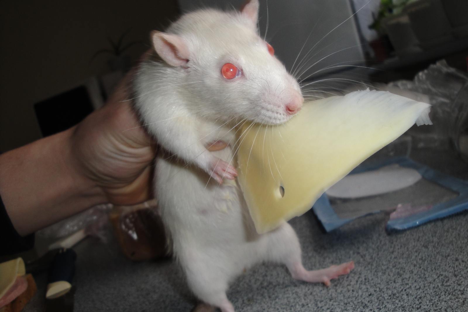 Hidden - My, Rat, Cheese