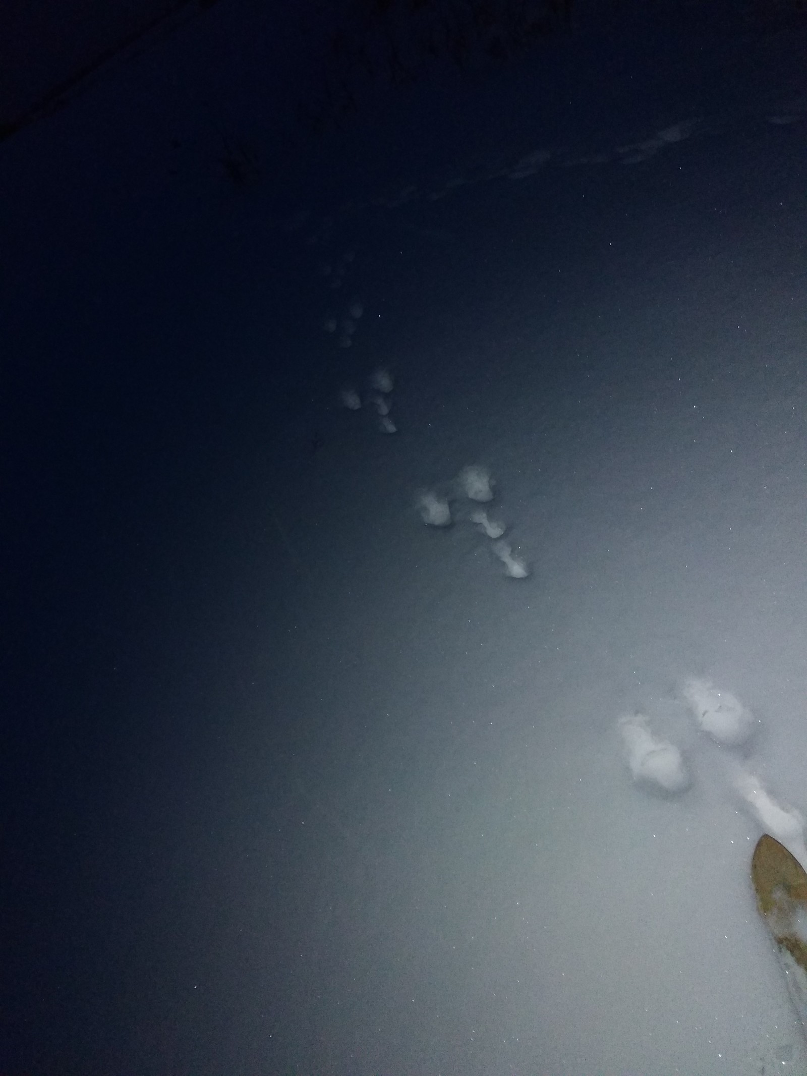 Bunny - My, Hare, Footprints, Snow