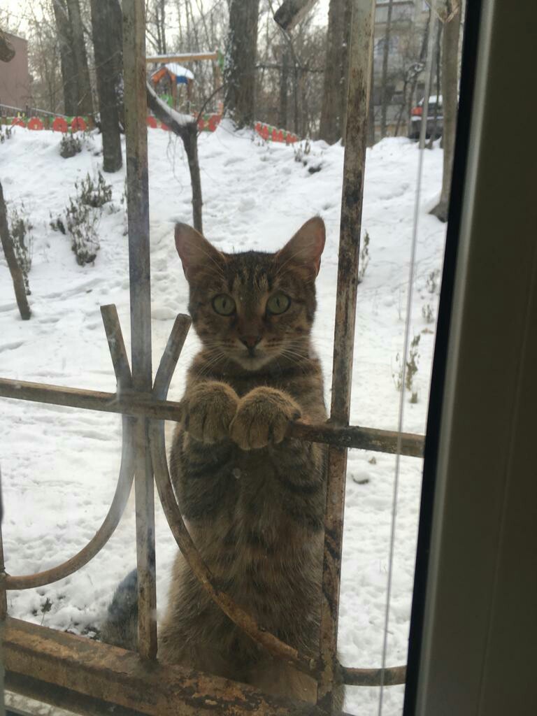 Are you eating there again, or what? - My, cat, Window, Beggars