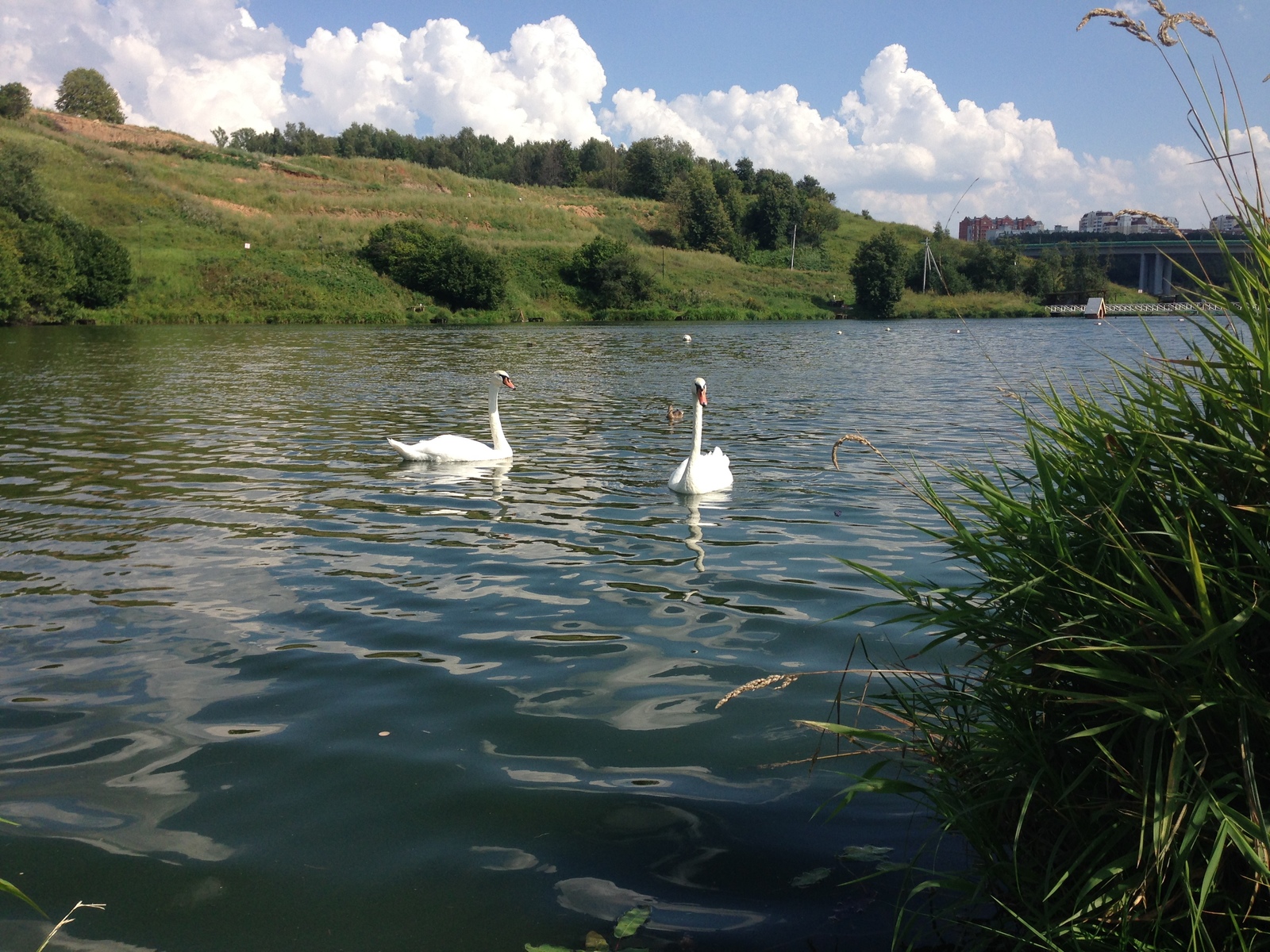 Swan geese - My, Romashkovo, , Longpost