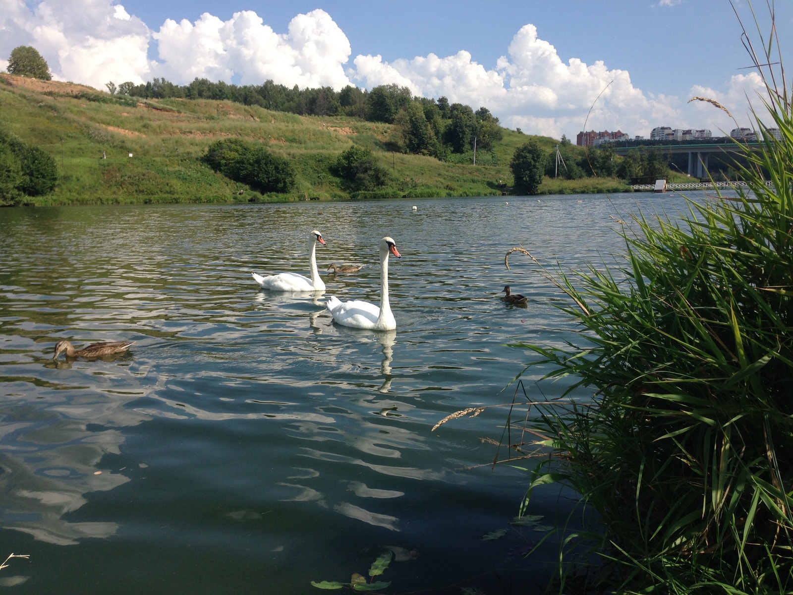 Swan geese - My, Romashkovo, , Longpost