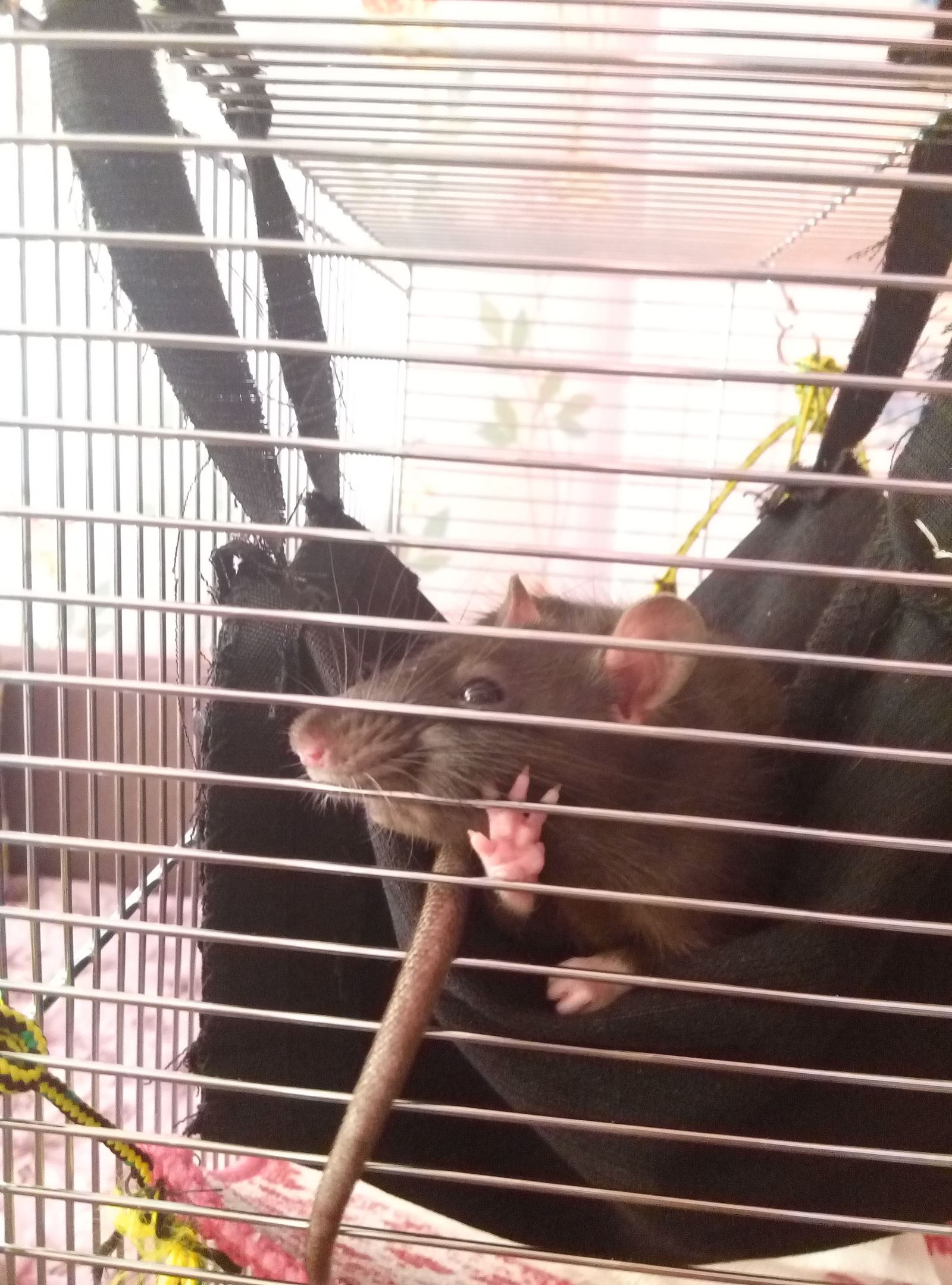 High five - My, Decorative rats, The photo, Animals