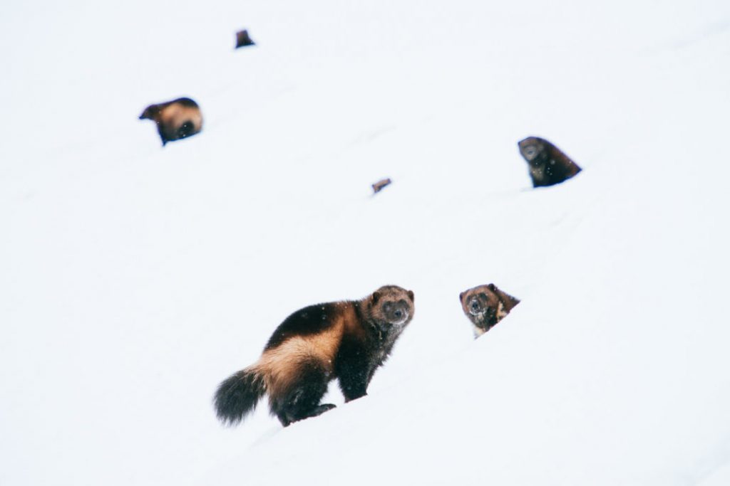 Mining engineer from Magadan takes cute photos of foxes, hares and bears - Animals, Milota, , The photo, Mining Engineer, Longpost