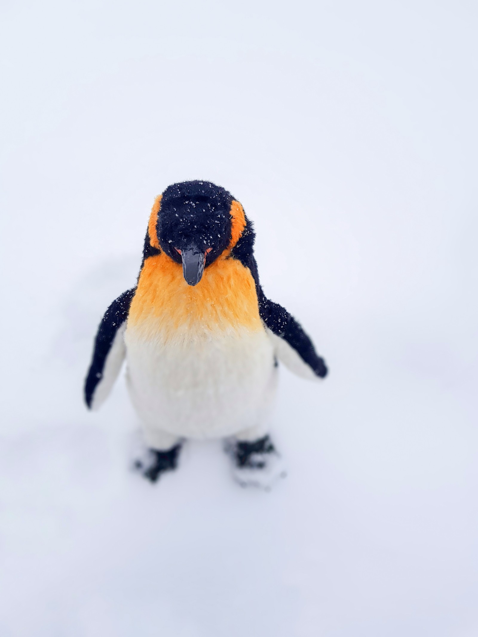 Penguin - My, Penguins, Author's toy, Handmade, Longpost, Needlework without process, Toys, wildlife