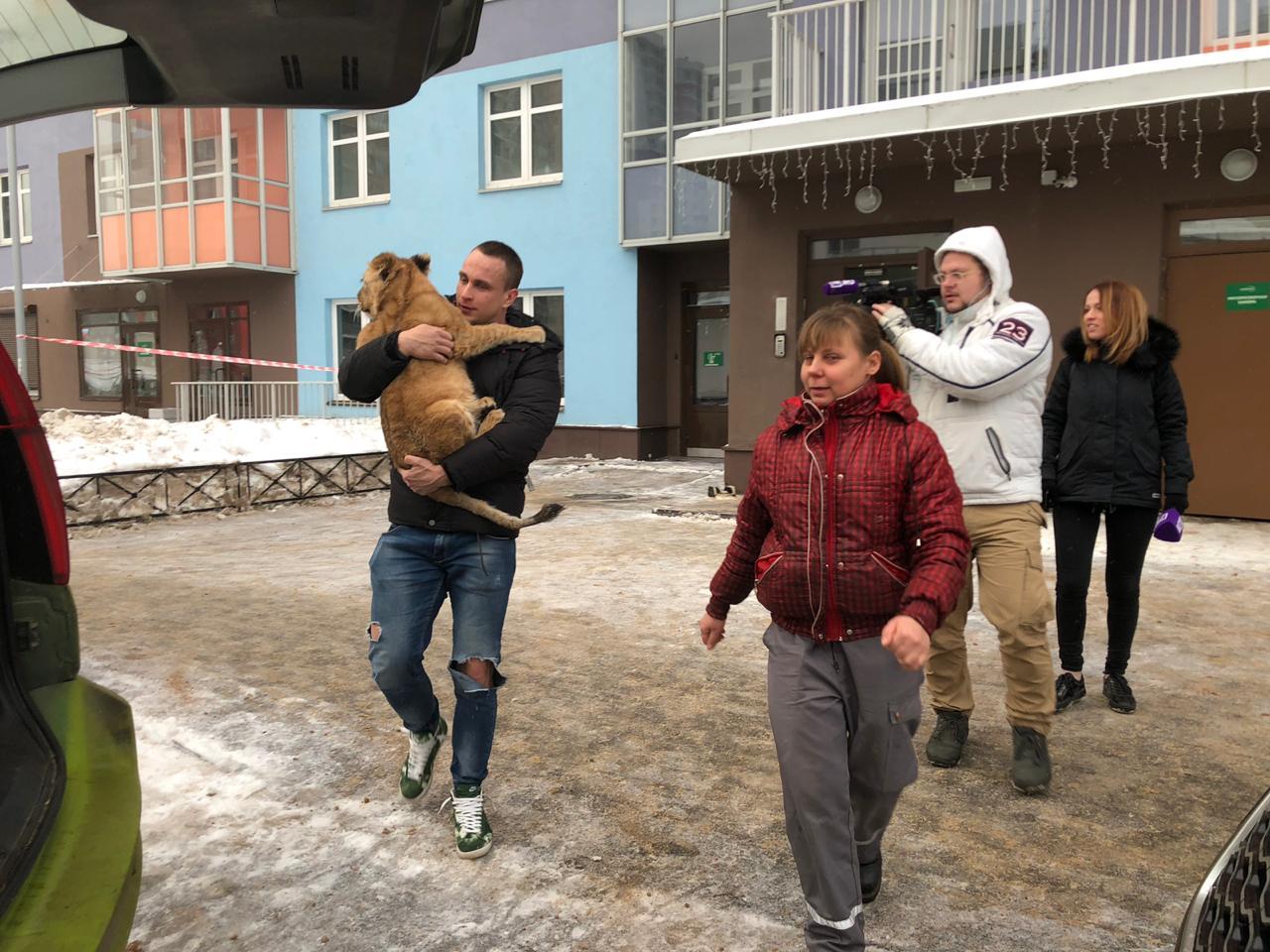 Today RKCenter VELES bought Lion cub Sima from Vasyukovich. - Lioness, Saint Petersburg, news, Veles, Help, Video, Longpost, Helping animals