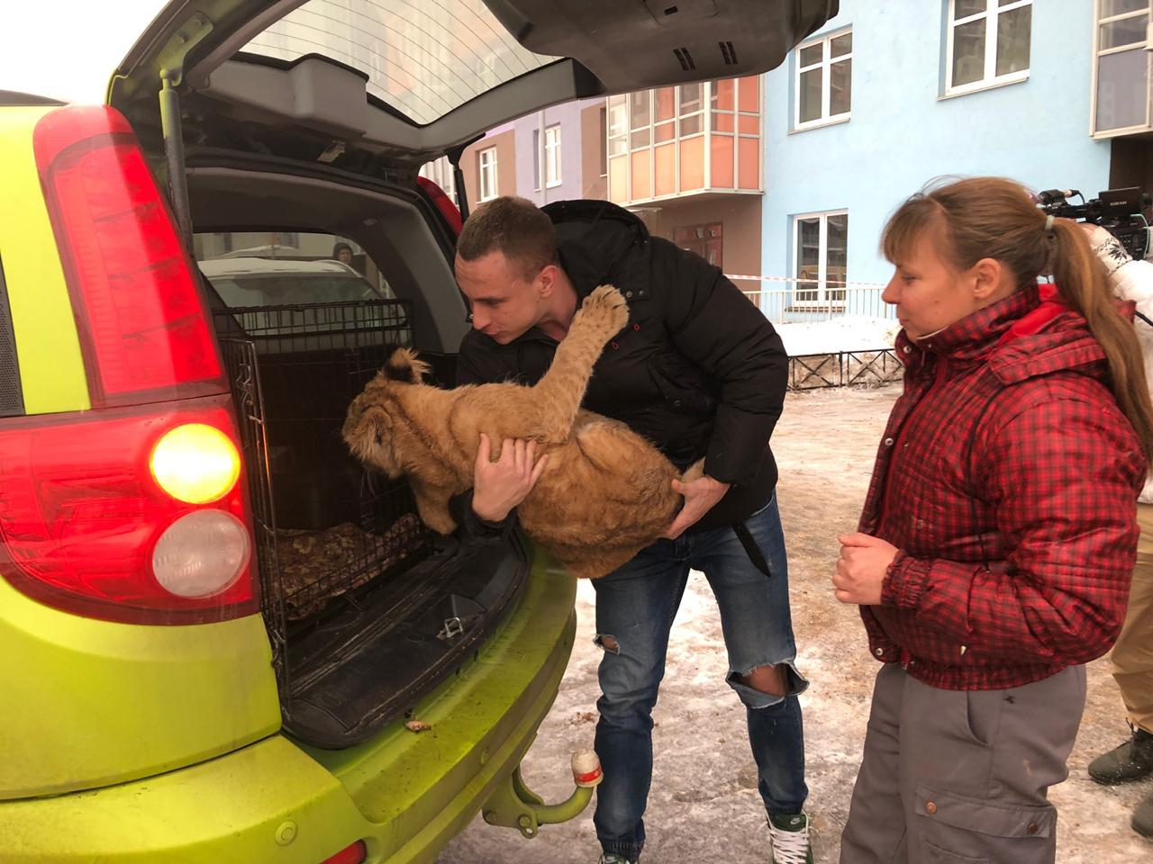 Today RKCenter VELES bought Lion cub Sima from Vasyukovich. - Lioness, Saint Petersburg, news, Veles, Help, Video, Longpost, Helping animals