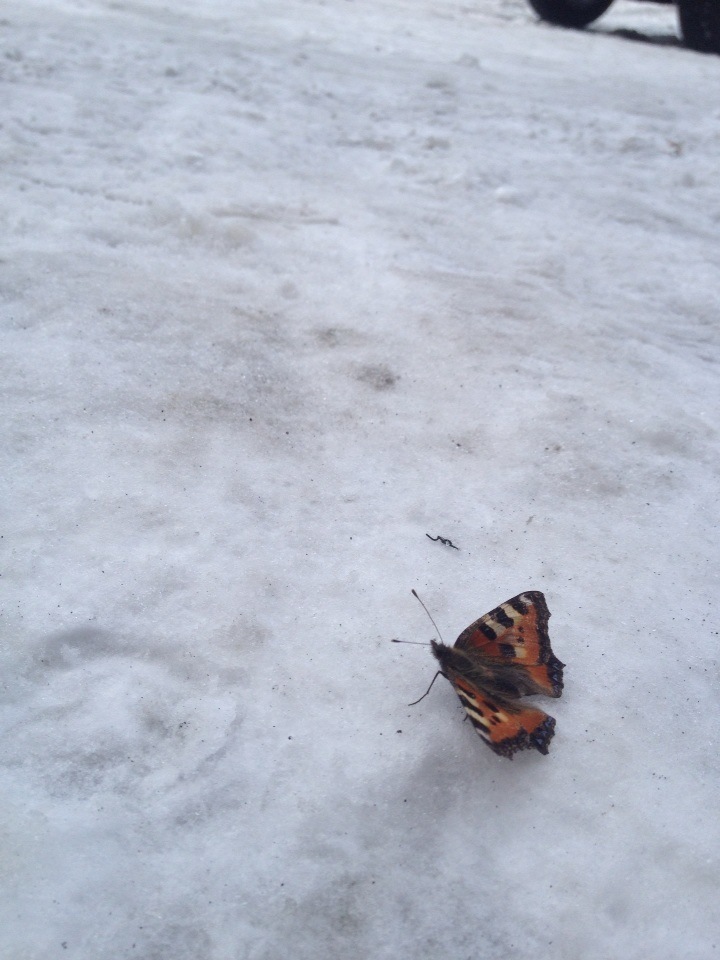 travel - My, Longpost, Gornaya Shoria, Travels, Friends, Butterfly, Snow