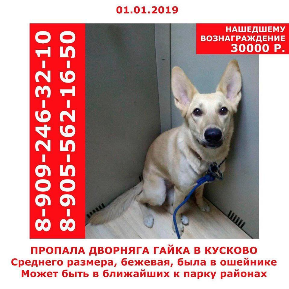 Help find a dog! Moscow! - My, The dog is missing, Kuzminki, , Longpost, Help, Moscow, Dog, No rating