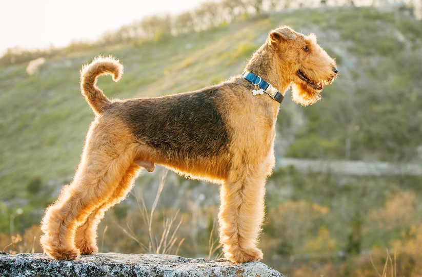 About dog breeds №86. - Dog, Dog breeds, Airedale Terrier, Video, Longpost