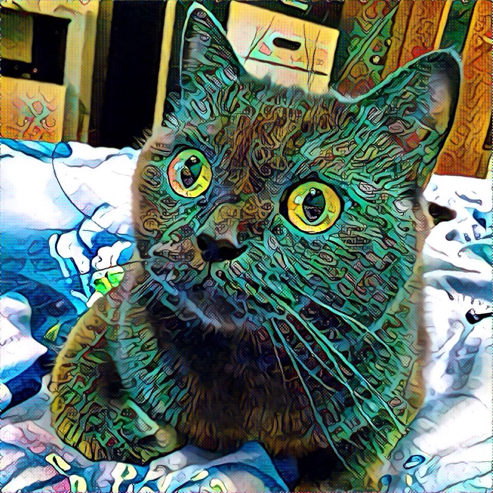 psychedelic cat - My, cat, Animals