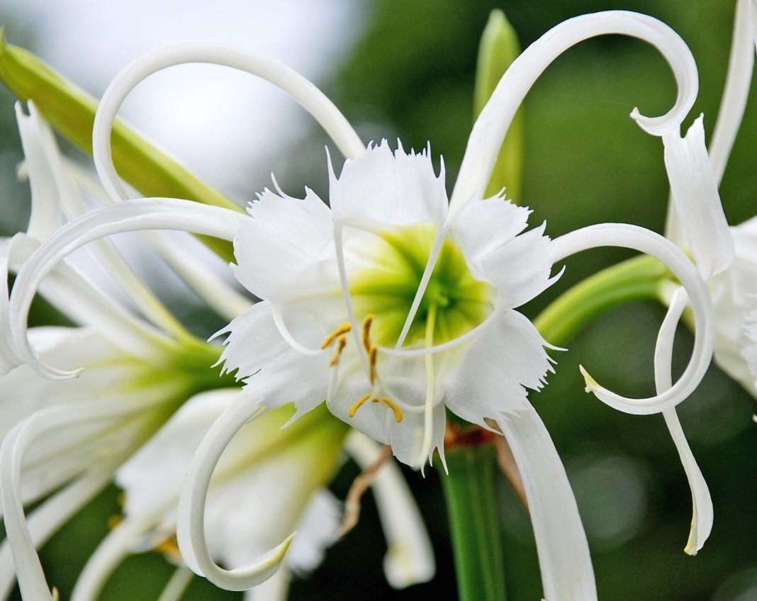 hymenocallis - My, , , Bulb, Houseplants, , Longpost