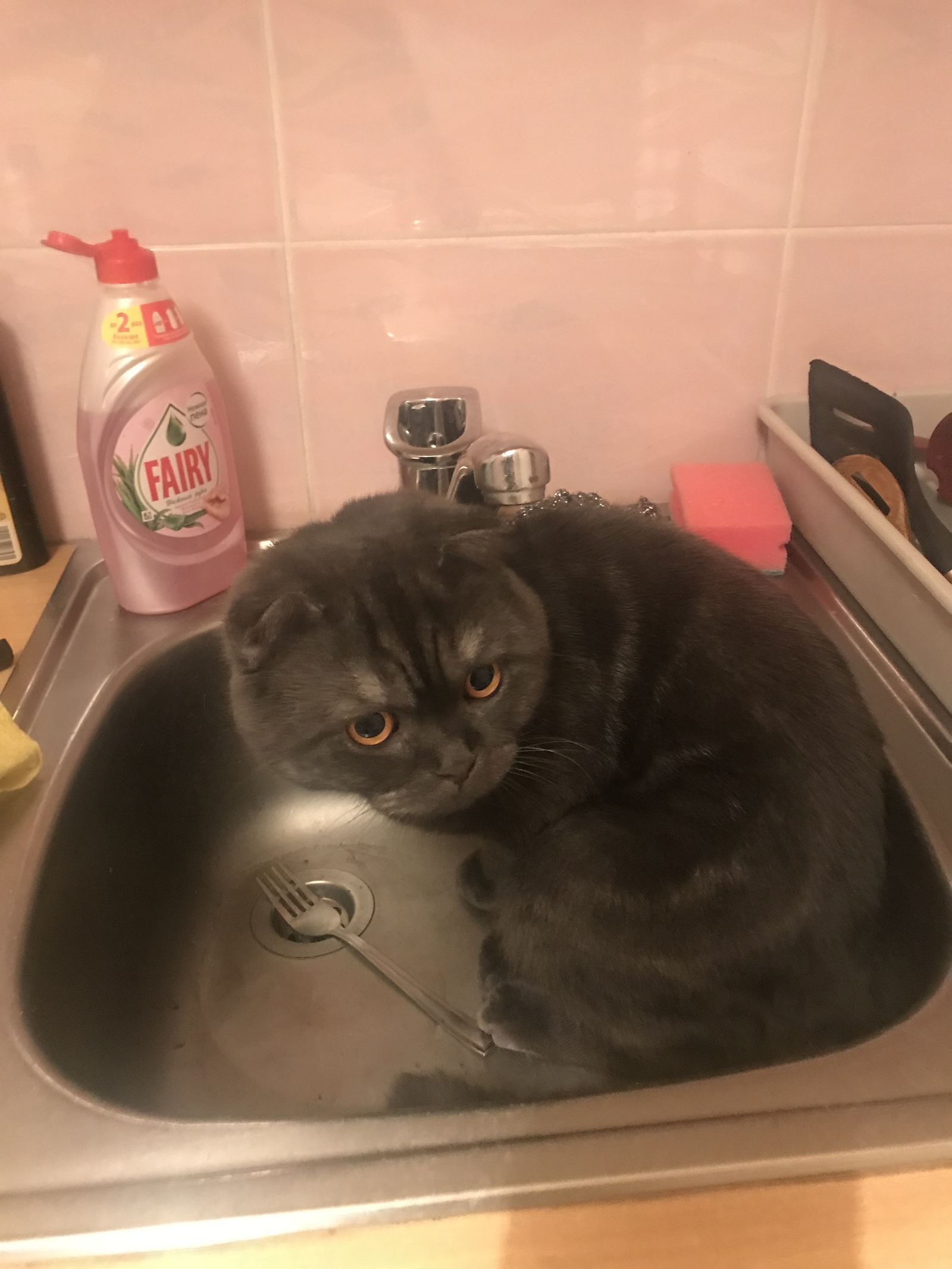 I mean forgot to wash the dishes?? - My, Catomafia, Animals, cat, Dirty dishes