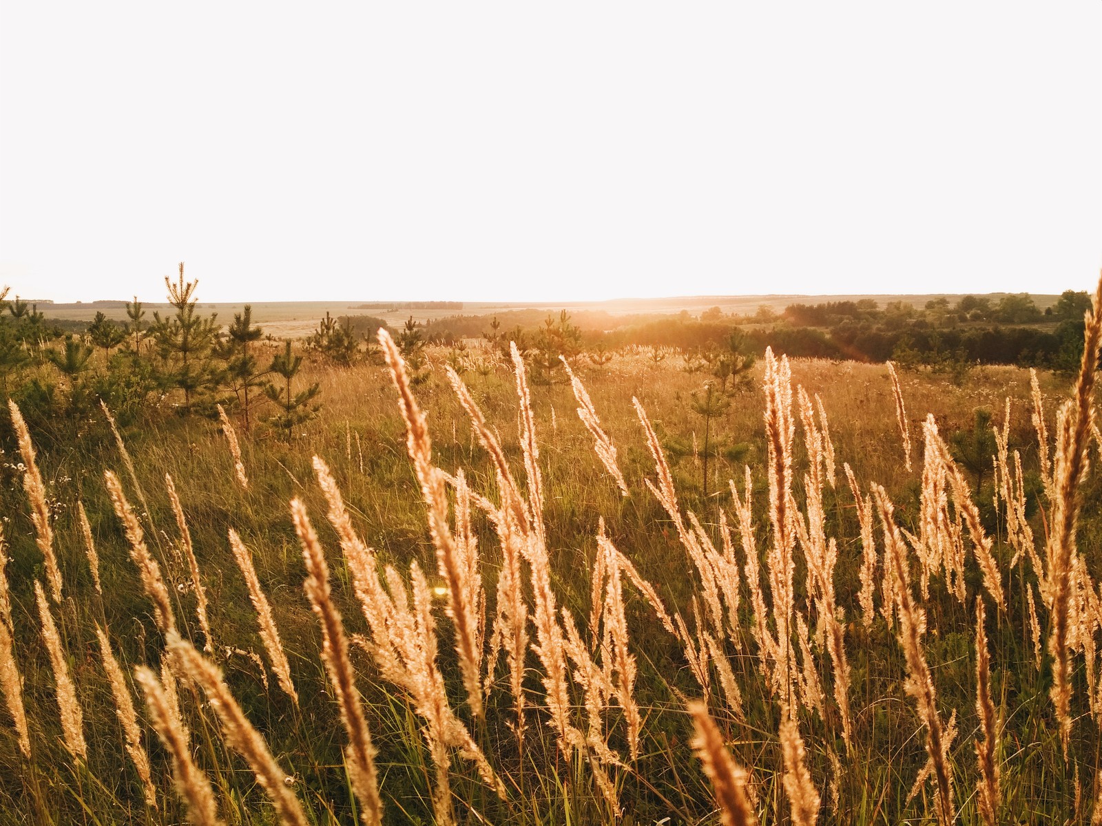 Summer - My, Beginning photographer, The photo, Nature, Longpost