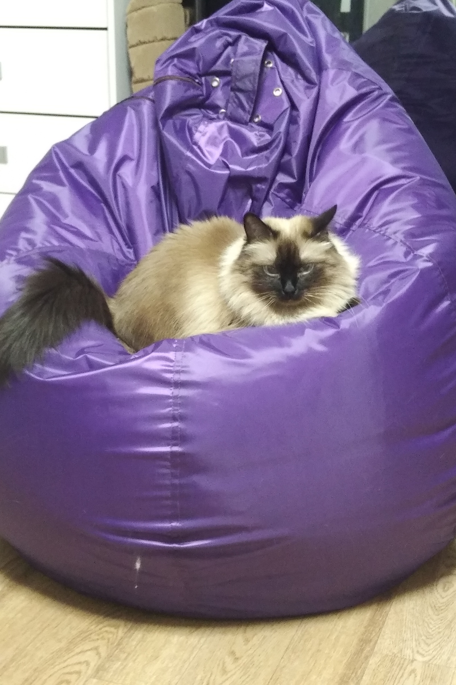 Кресло мешок с котиками