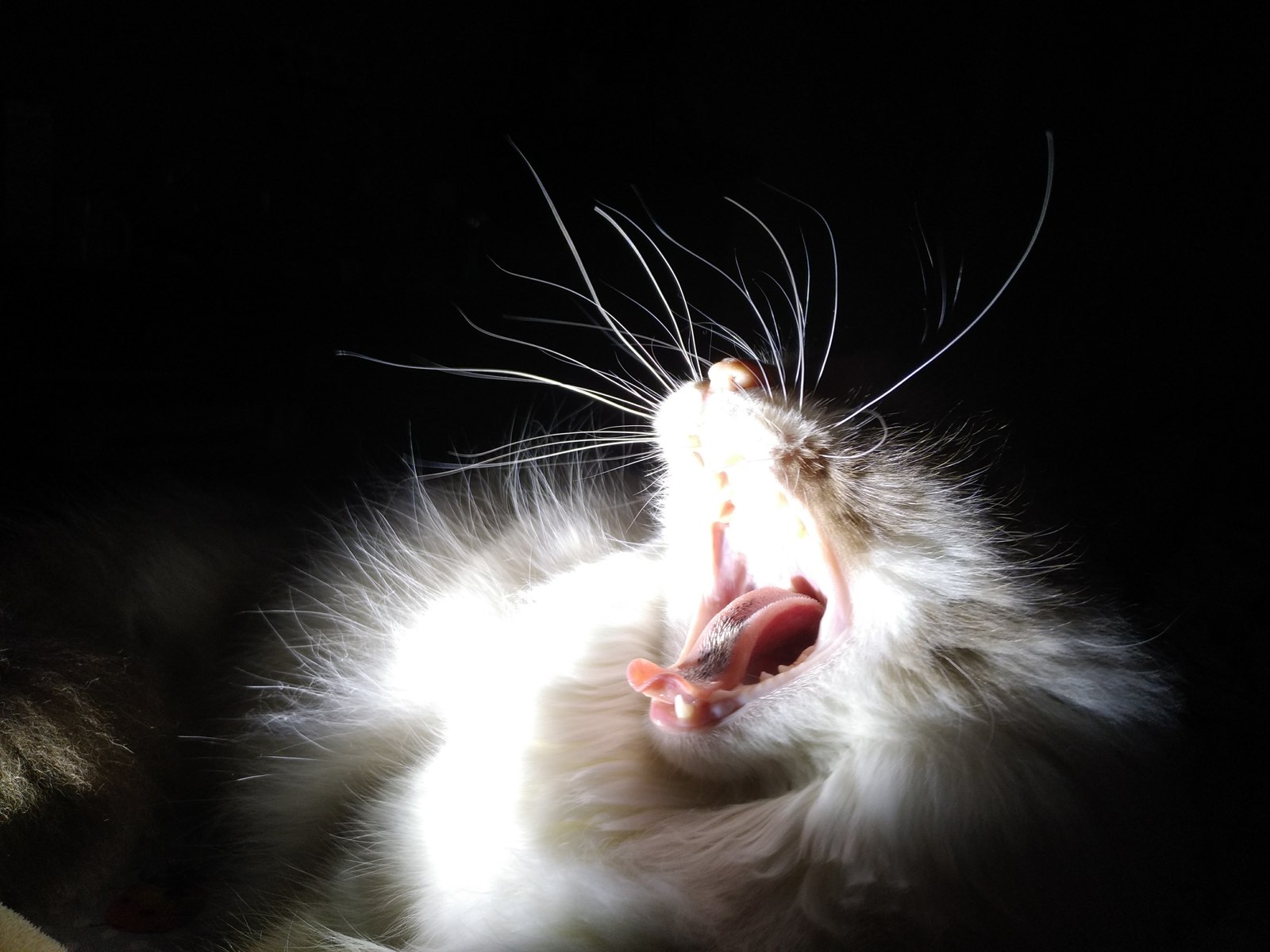 Lady Tehhi - My, Longpost, Catomafia, Cat with lamp, Fluffy, The bone is fluffy, cat