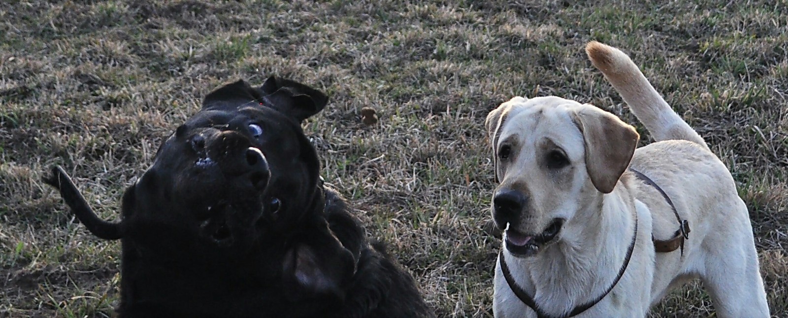 Demon)) - My, Dog, Photo on sneaker