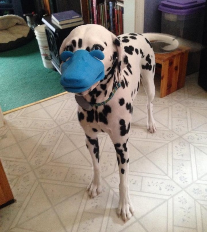 “He thought he could steal a potholder off the table without being seen.” - Dog, Potholder, Imgur