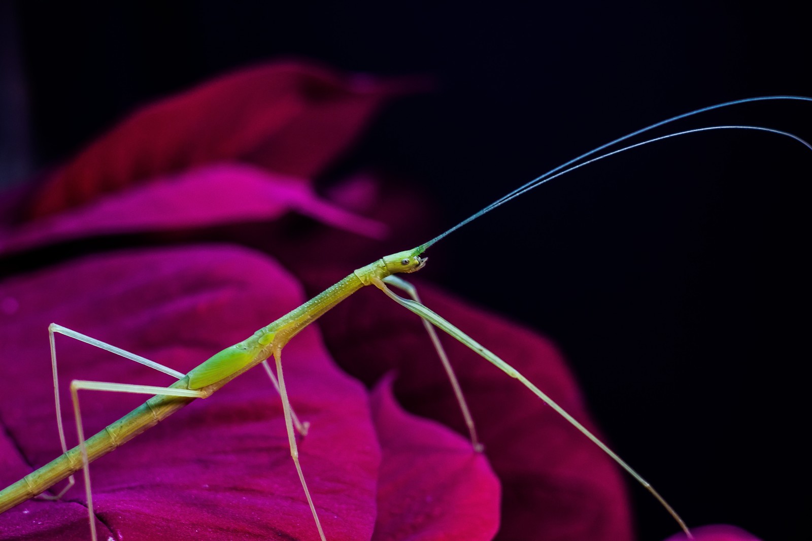 Madagascar pink-winged musk stick insect (Sipyloidea sipylus) - My, Helios44-2, Beginning photographer, Macro, Stick insect, Canon 450d, Longpost, Helios44-2, Macro photography