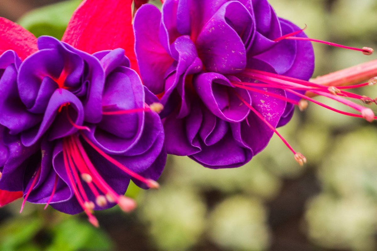 Return from oblivion - My, Fuchsia, Houseplants, Bloom, Longpost