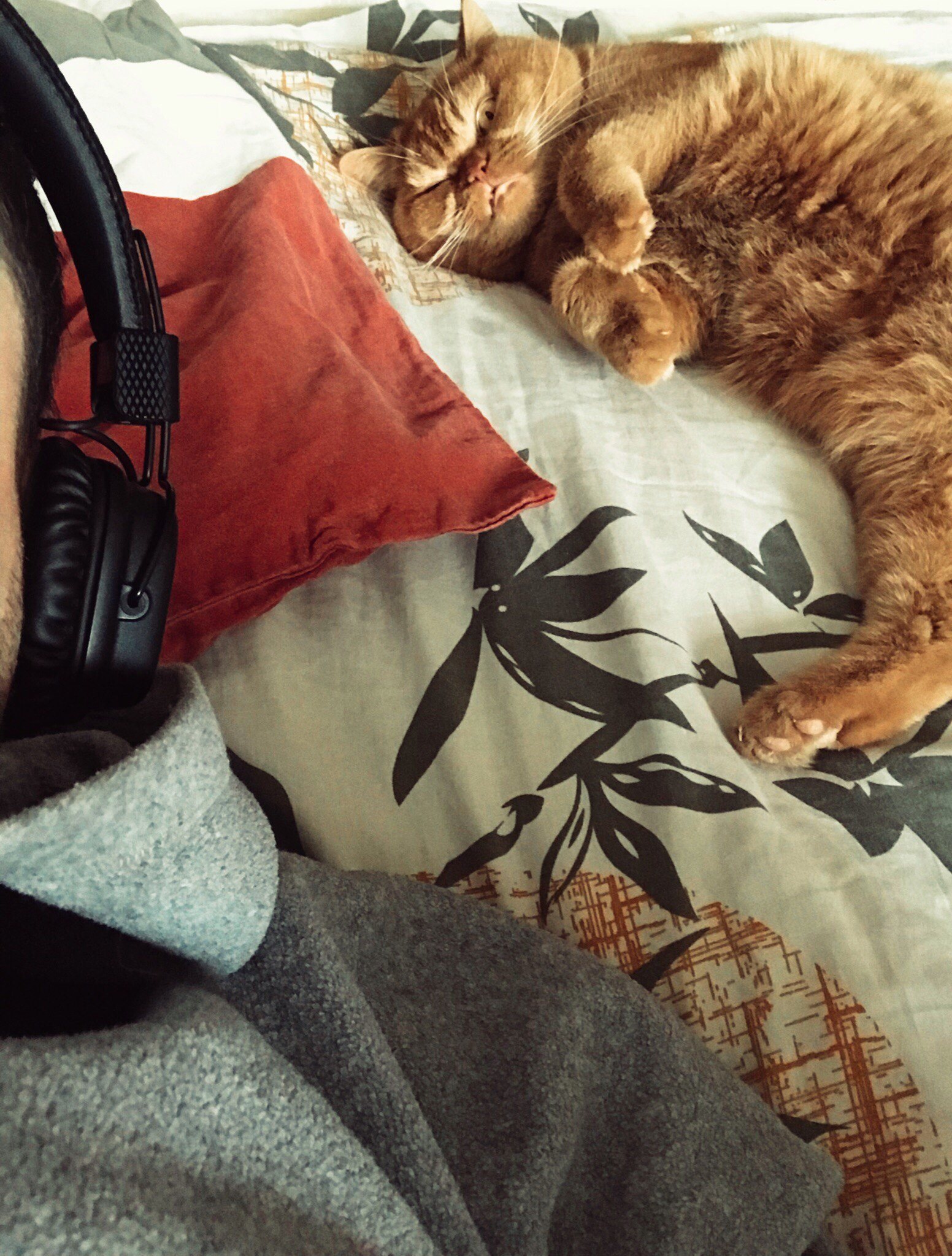 When you listen to music too loud - My, cat, Catomafia, Music, Discontent