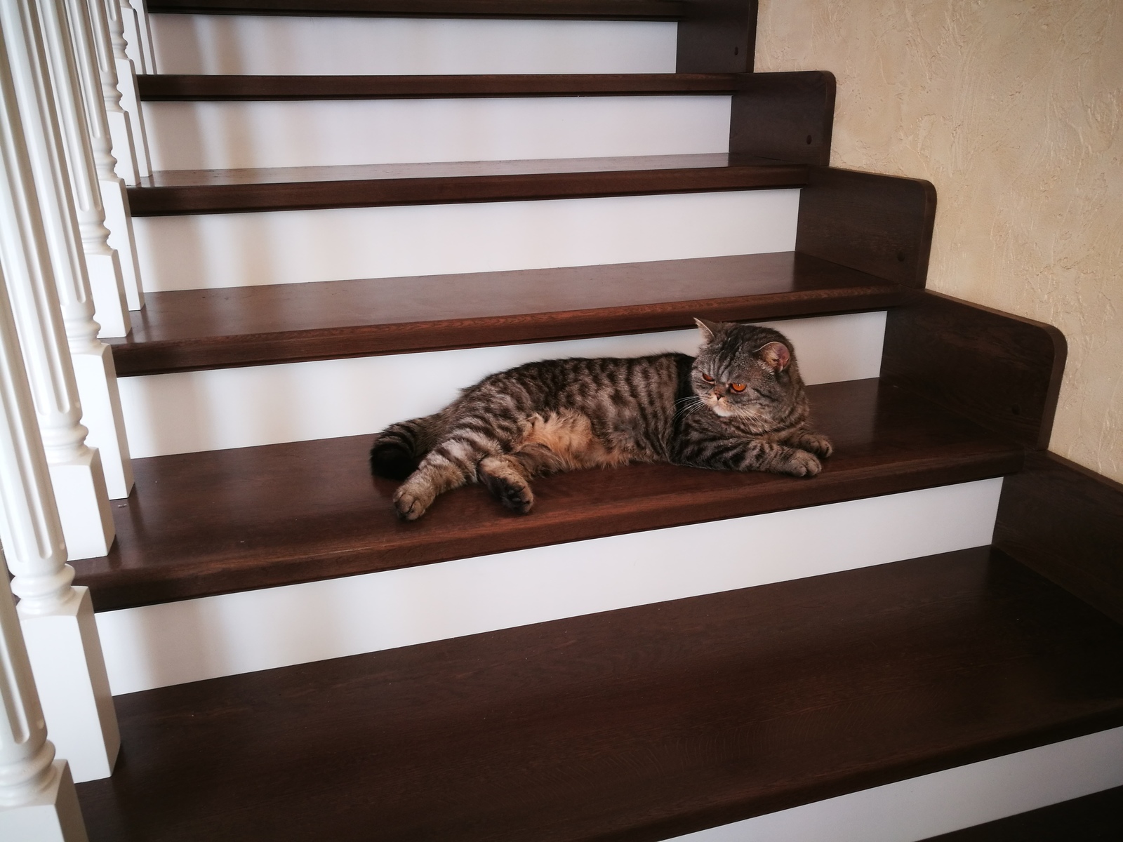 Her Majesty. - My, cat, Stairs