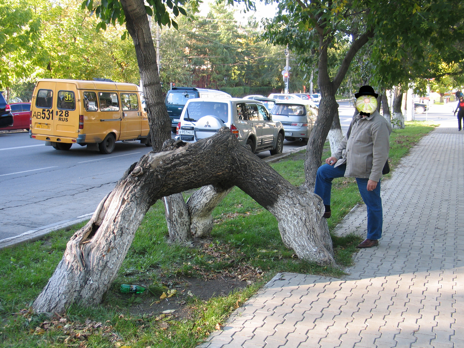 Blagoveshchensk 2011 (1) - My, Russia, Blagoveshchensk, Tree