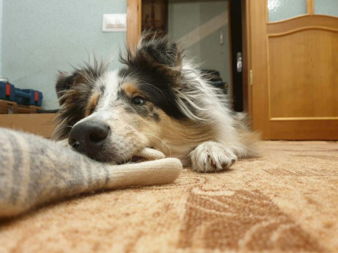 marble carrot - My, Dog, Collie, Longpost