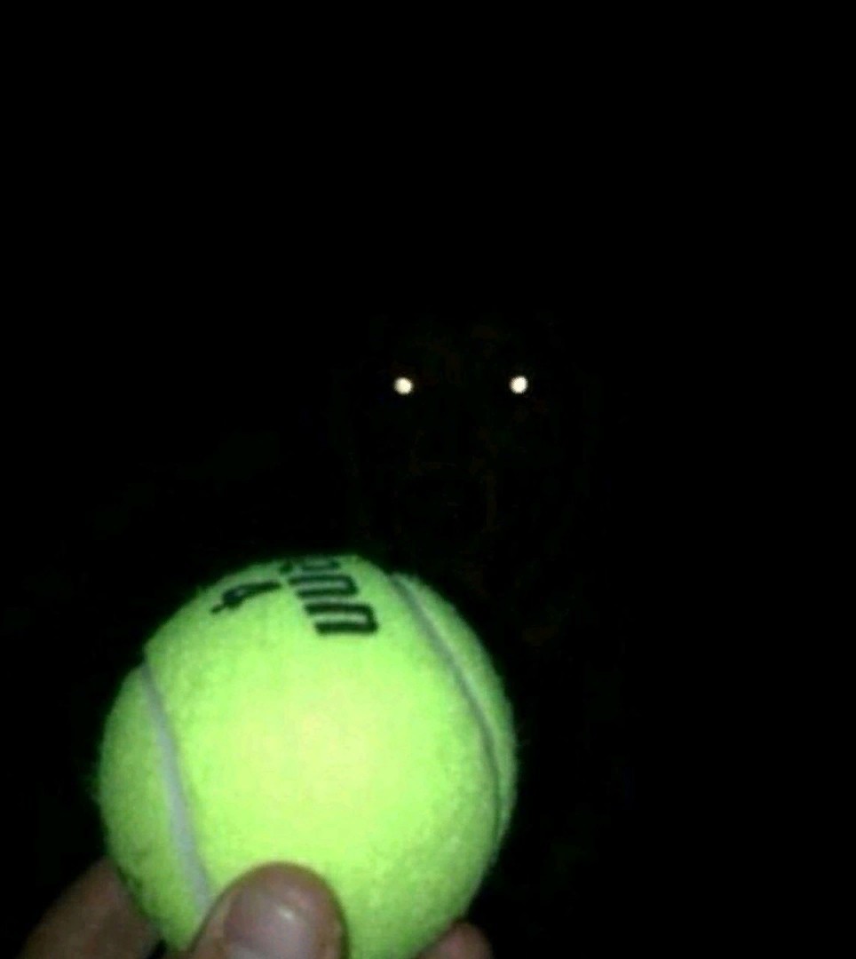 Abyss - Tennis ball, Dog, Abyss