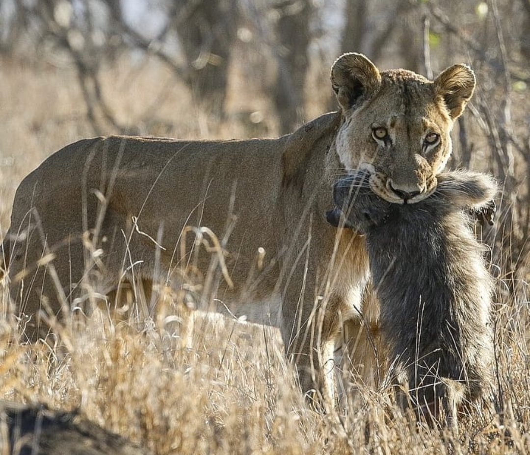 monkeys and lions - Monkey, a lion, Milota, Tenderness, Care