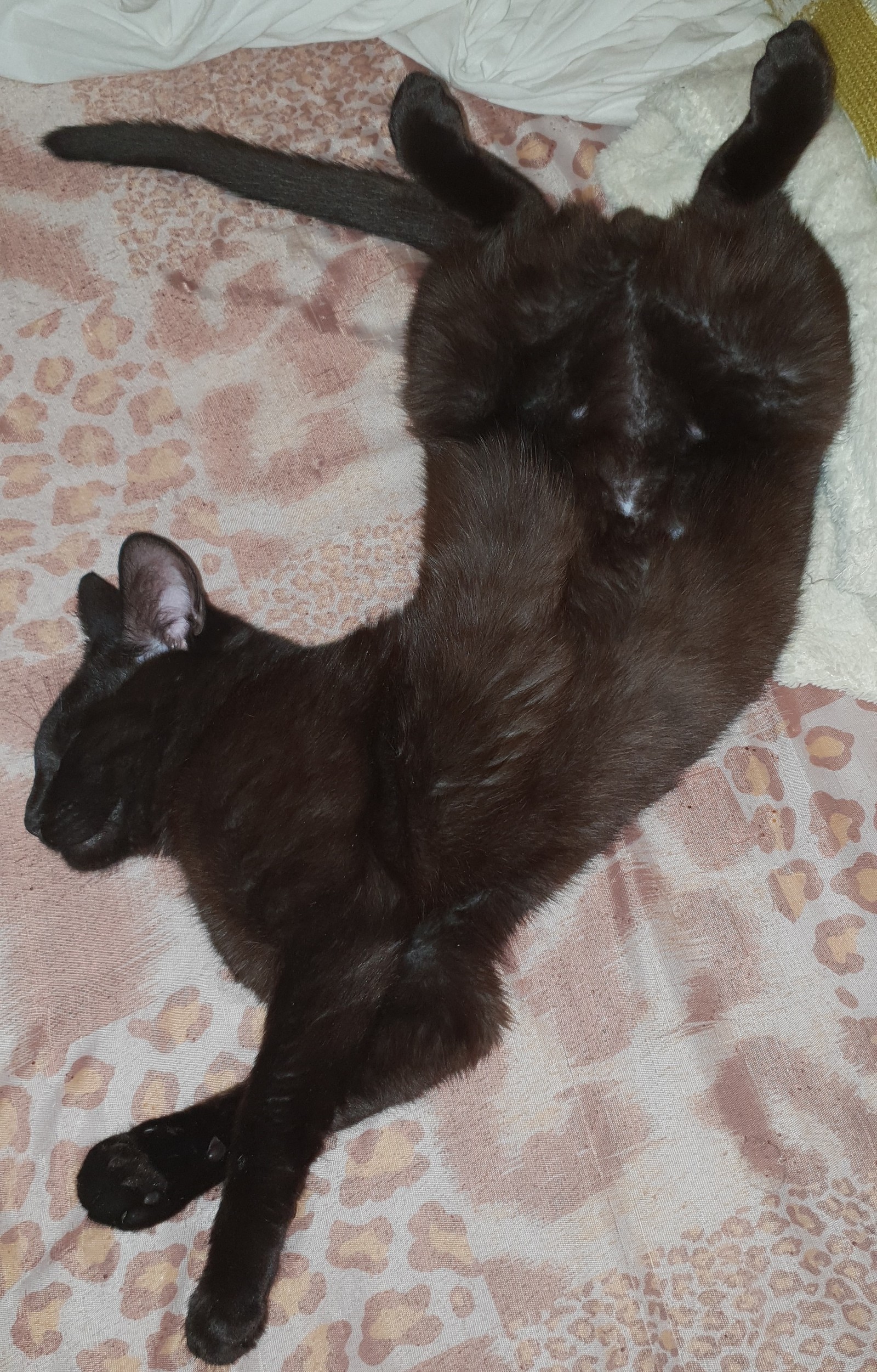 Sweet sleep... - My, Catomafia, cat