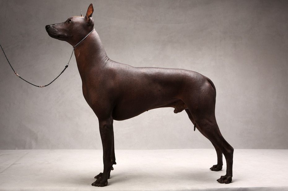 Such a different Xoloitzcuintle - Xoloitzcuintli, Dog, Animals, Longpost