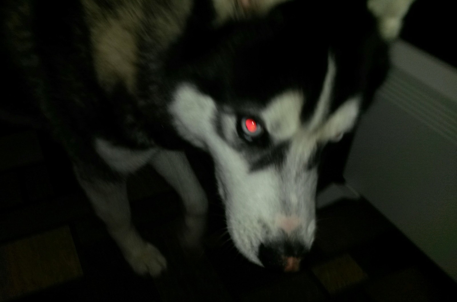 Let the demon into the house! - My, Dog days, Dog, Husky, Archie