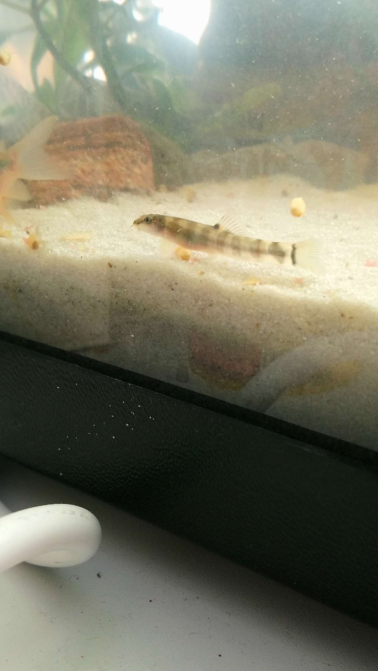 Tell me what kind of fish - My, No rating, Aquarium fish, Help, tell, Longpost