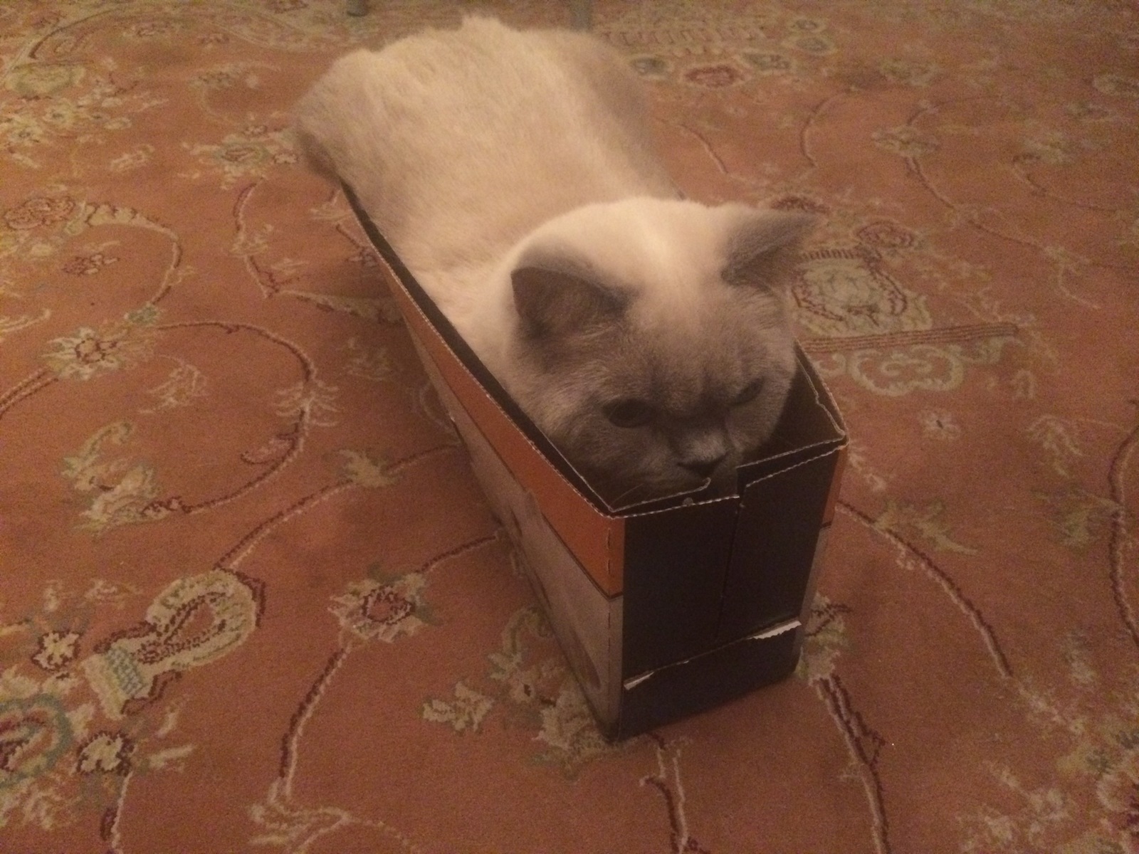 Boxes are everything! - My, cat, Pet, Box, , Pets