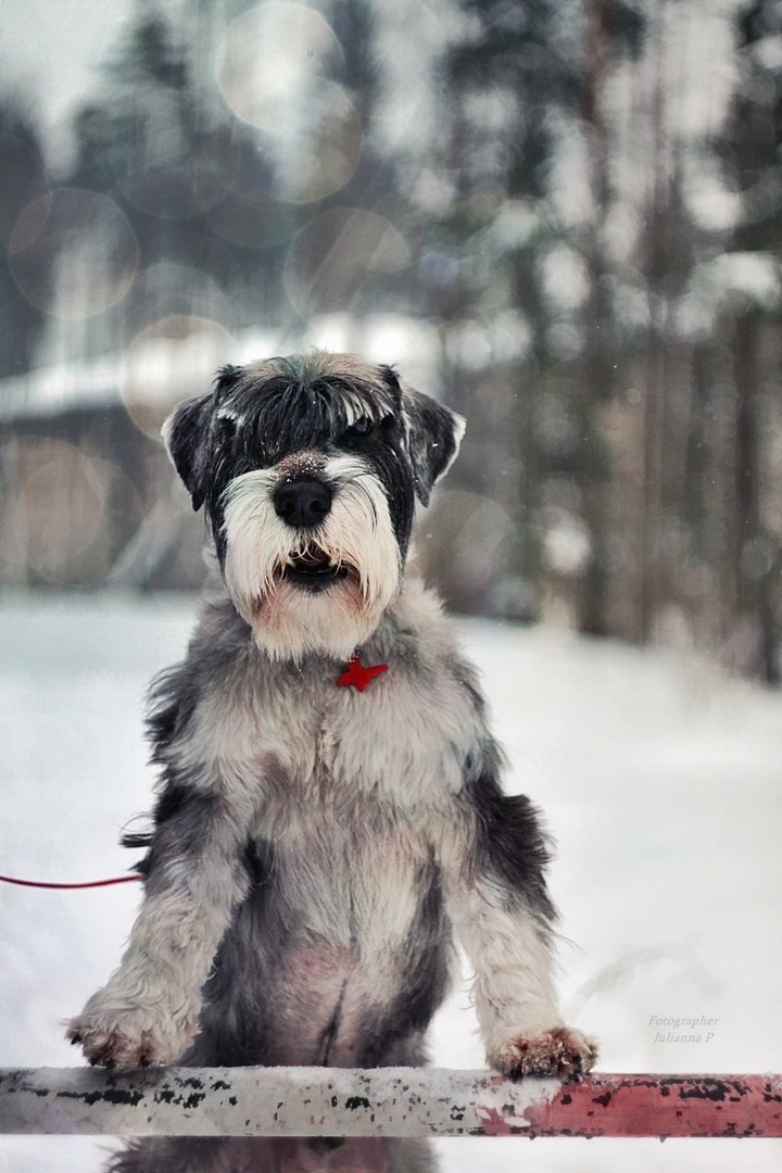 Cool guy looking for a family. St. Petersburg - No rating, Help, , Standard Schnauzer, Dog, Saint Petersburg, Schnauzers, Longpost, Helping animals