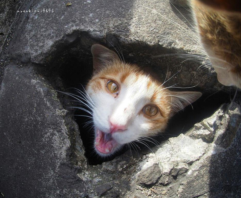 A Japanese photographer takes pictures of stray cats whose life is a real rock and roll! - cat, Japan, Longpost