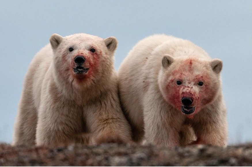 seal lovers - The photo, Animals, Bear, Polar bear, Young, The Bears