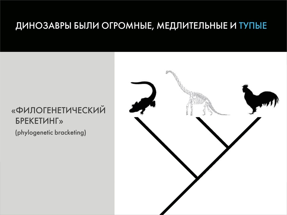 Палеонтологические твари и где они обитают: мифы о вездесущих динозаврах. Часть 2 - Моё, Палеонтология, Динозавры, Павел Скучас, Антропогенез ру, Ученые против мифов, Гифка, Длиннопост