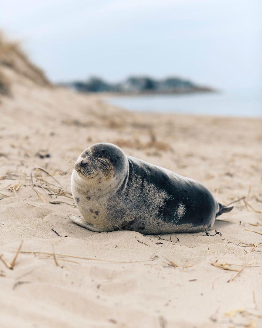 Looking forward to the weekend - Seal, Animals, Weekend, Laziness, Relax, Longpost