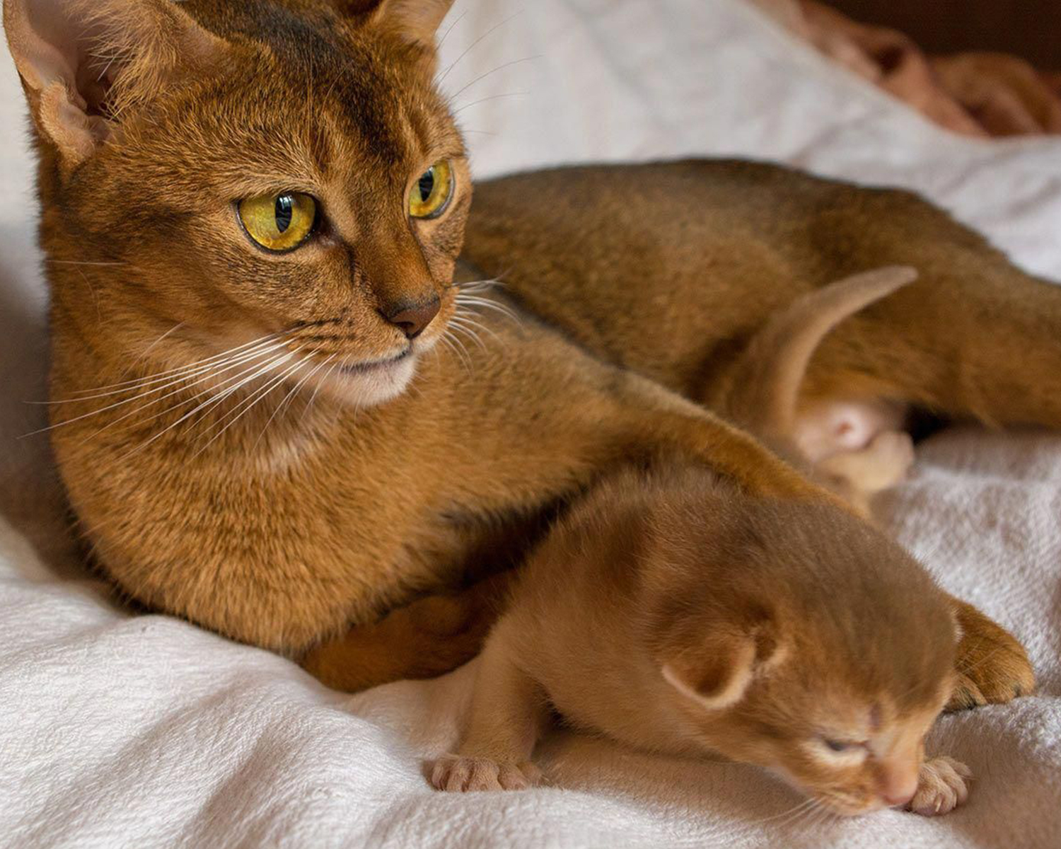 Подборка Абиссинских кошек - Кот, Фотография, Абиссинская кошка, Длиннопост