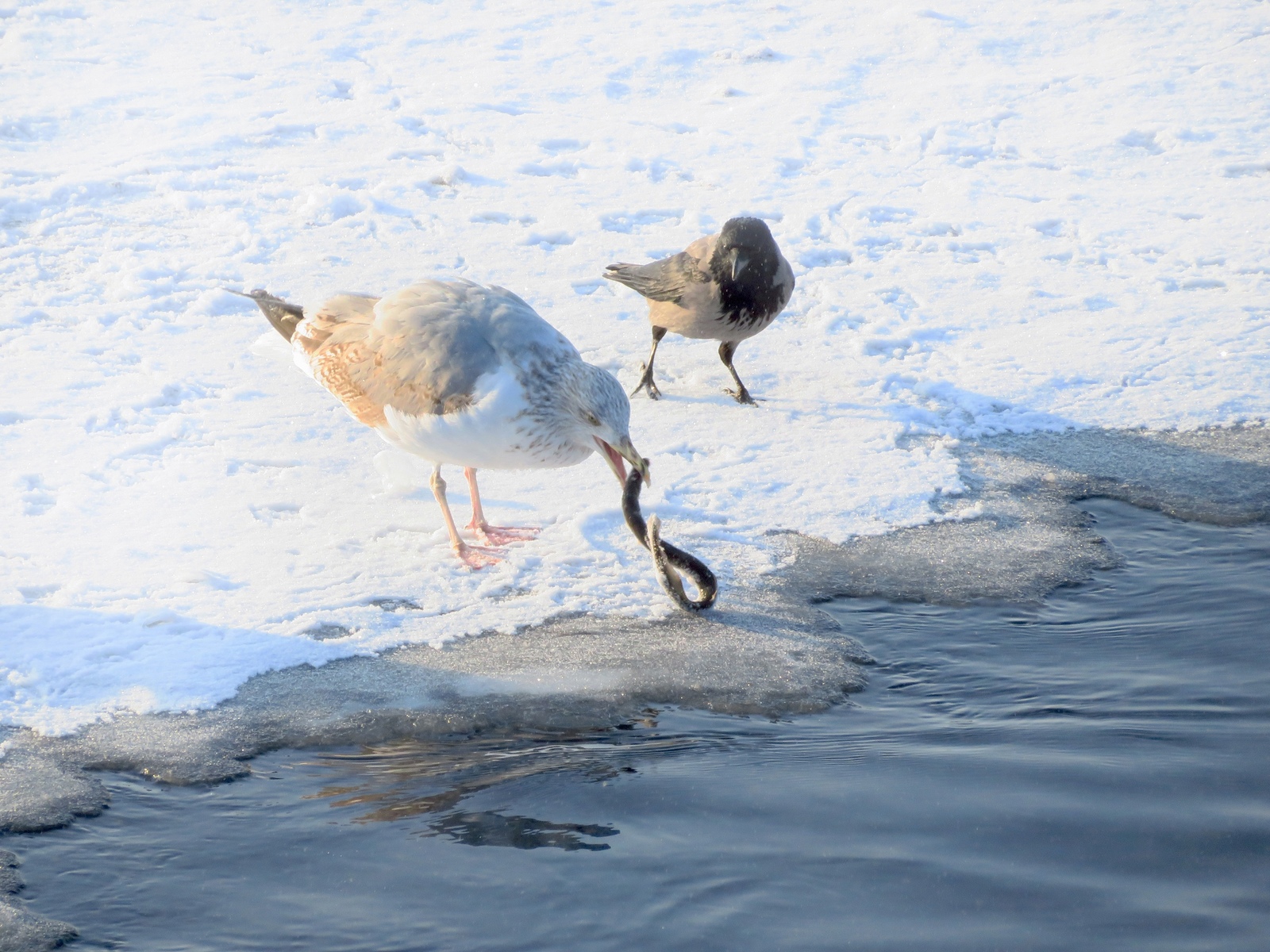 A seagull pulled a lamprey onto the ice - Seagulls, Lamprey, , Ornithology League, Longpost