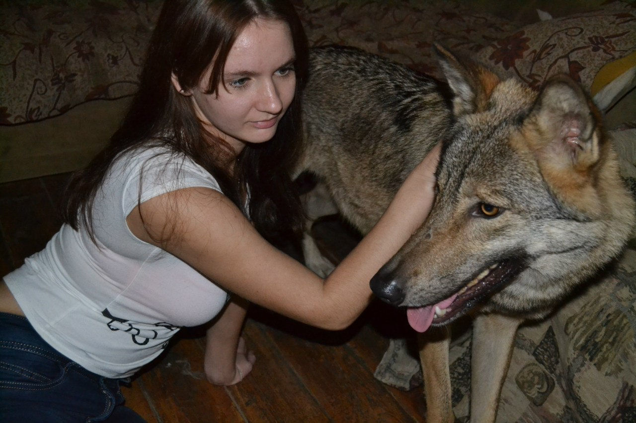 Yakut Belaz driver picked up a puppy that lived with him for 6 months, after which it turned out that it was a wolf [FAKE] - Yakutia, BelAZ, Puppies, Wolf, Longpost