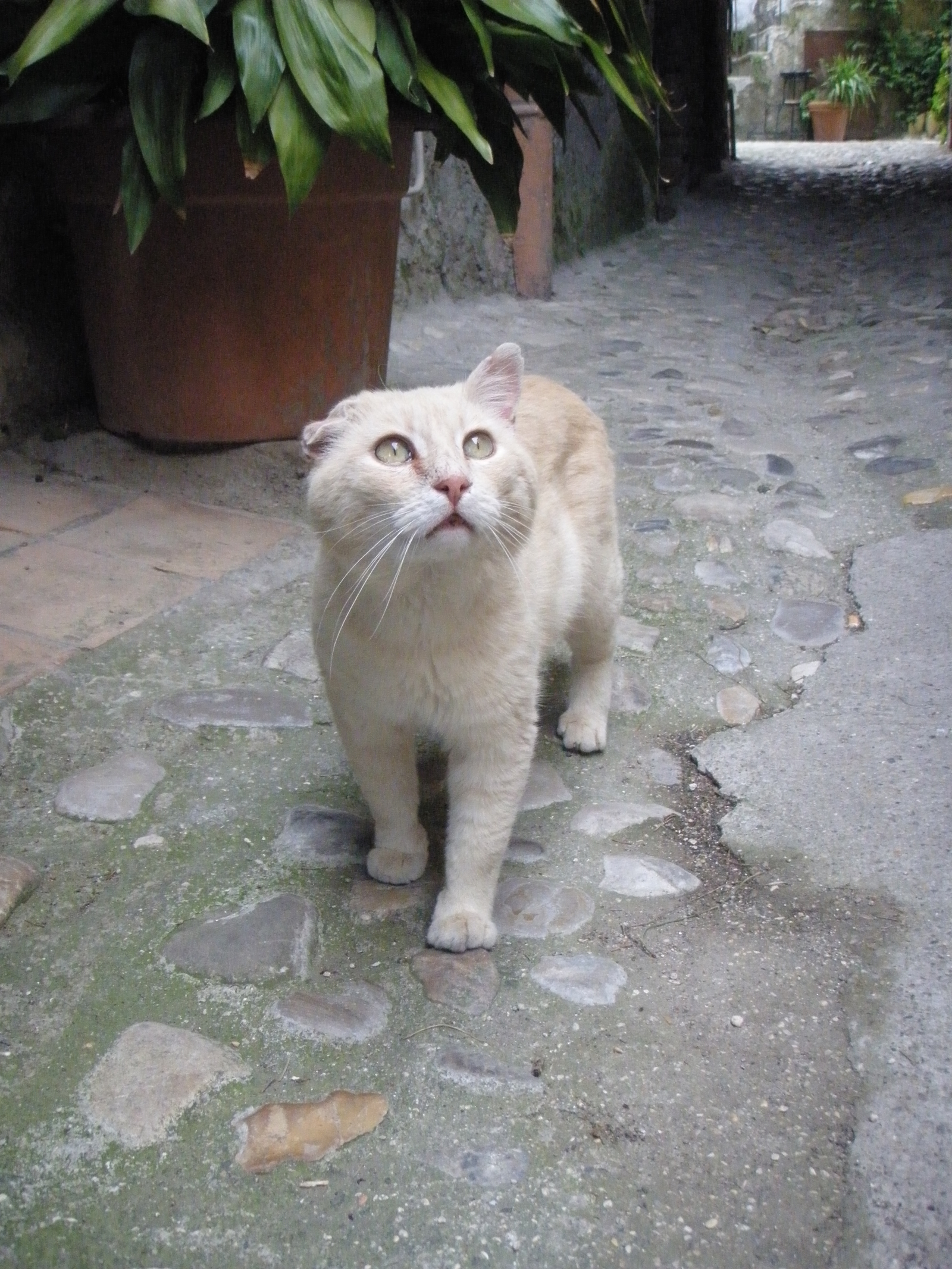 Romeo cat - My, cat, Italy, Longpost, Табличка, Door