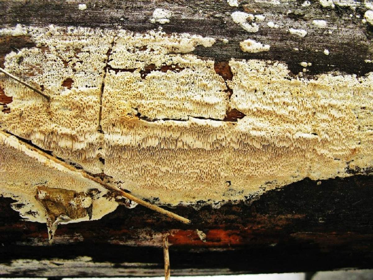 Чем обработать дерево от плесени. Домовый гриб Serpula Lacrymans. Домовой гриб серпула плачущая. Домовой гриб на древесине. Белый Домовой гриб.