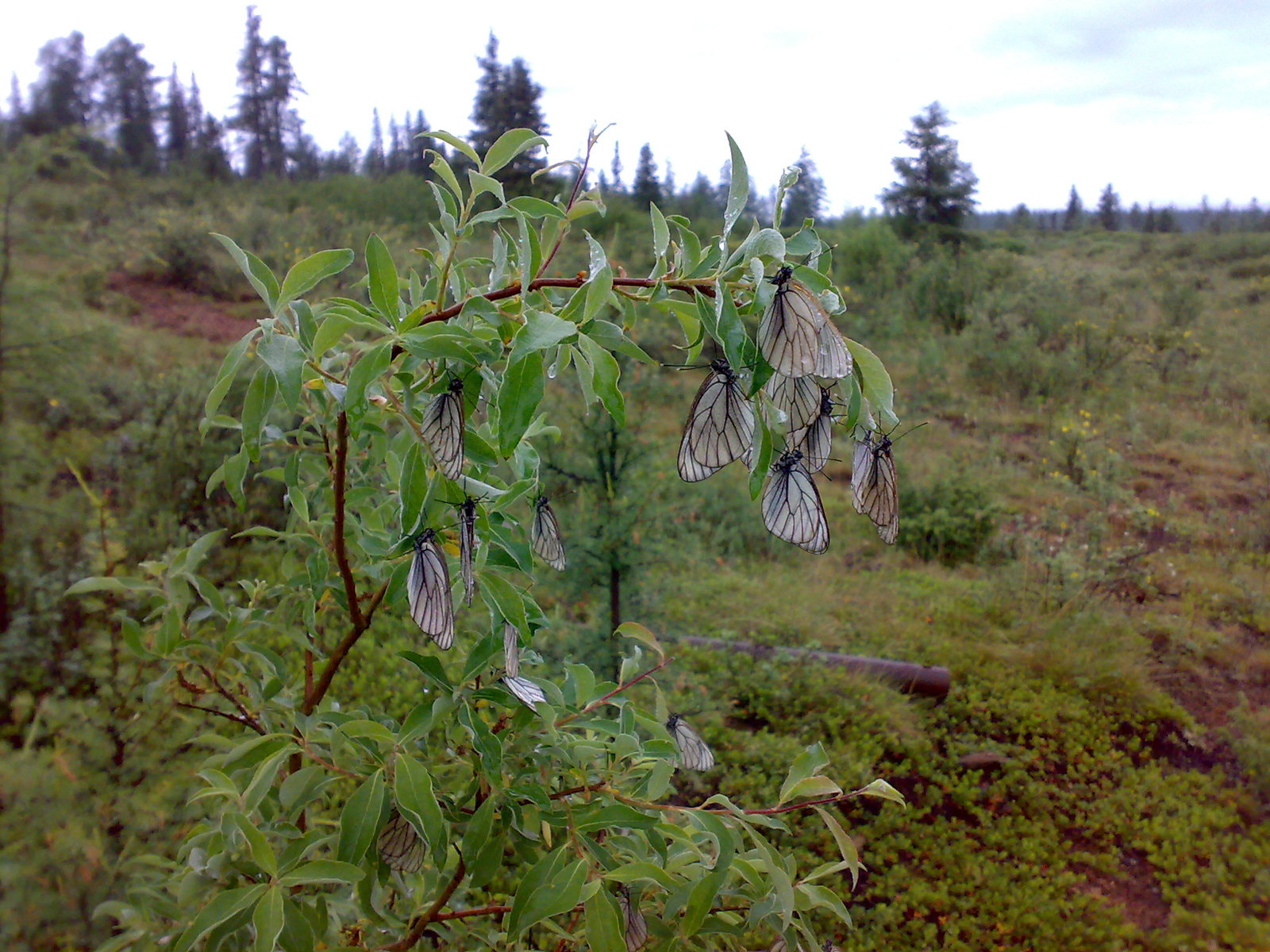 Nostalgia. Yakutia. Mirkugu - My, Butterfly, Nature, Yakutia, beauty