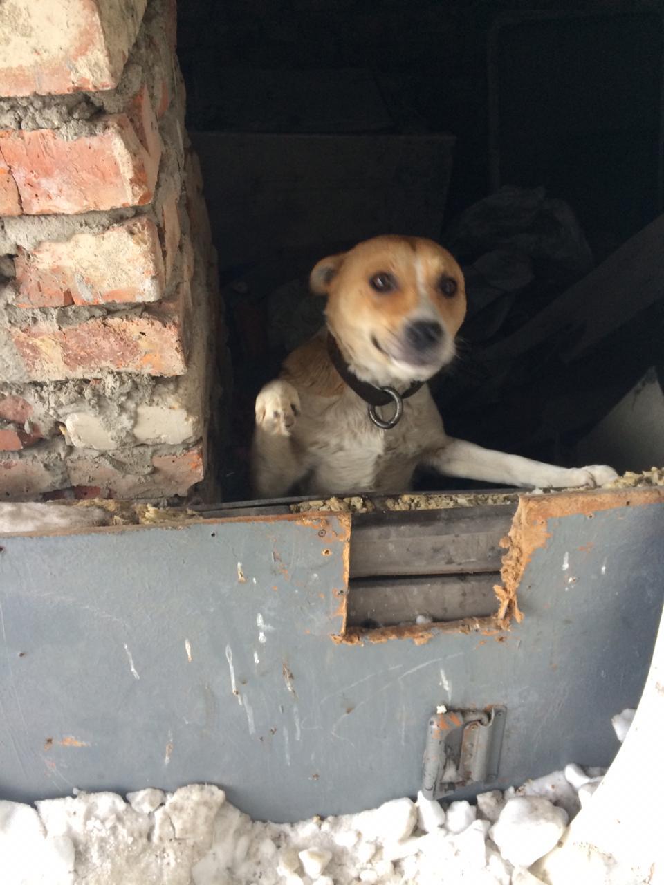 Found a dog! Novosibirsk! - My, Novosibirsk, Dog, Longpost, No rating, Animals, Help, Helping animals