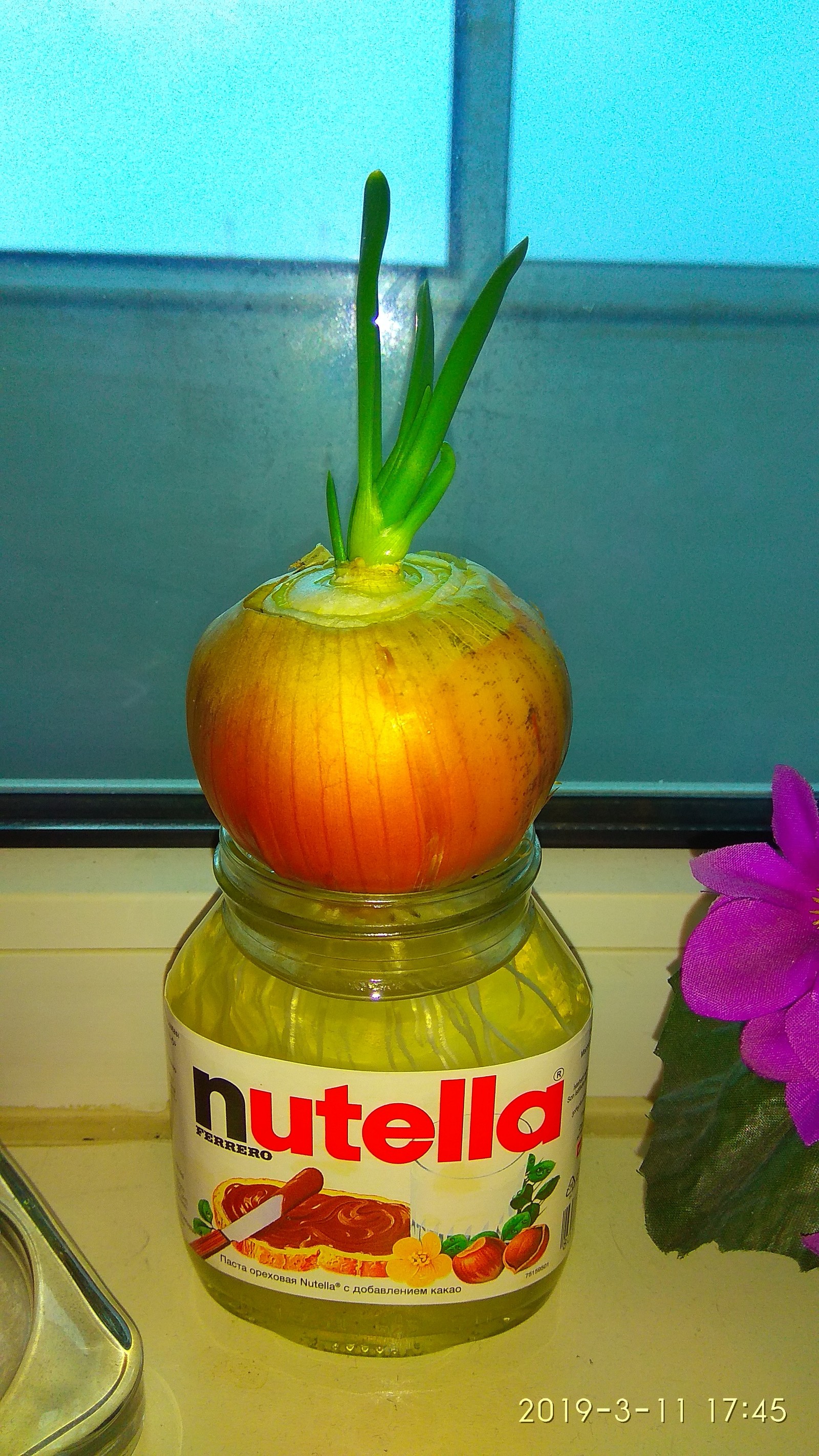 Onion - Onion, Plants, Garden, Vegetable garden on the windowsill, Longpost