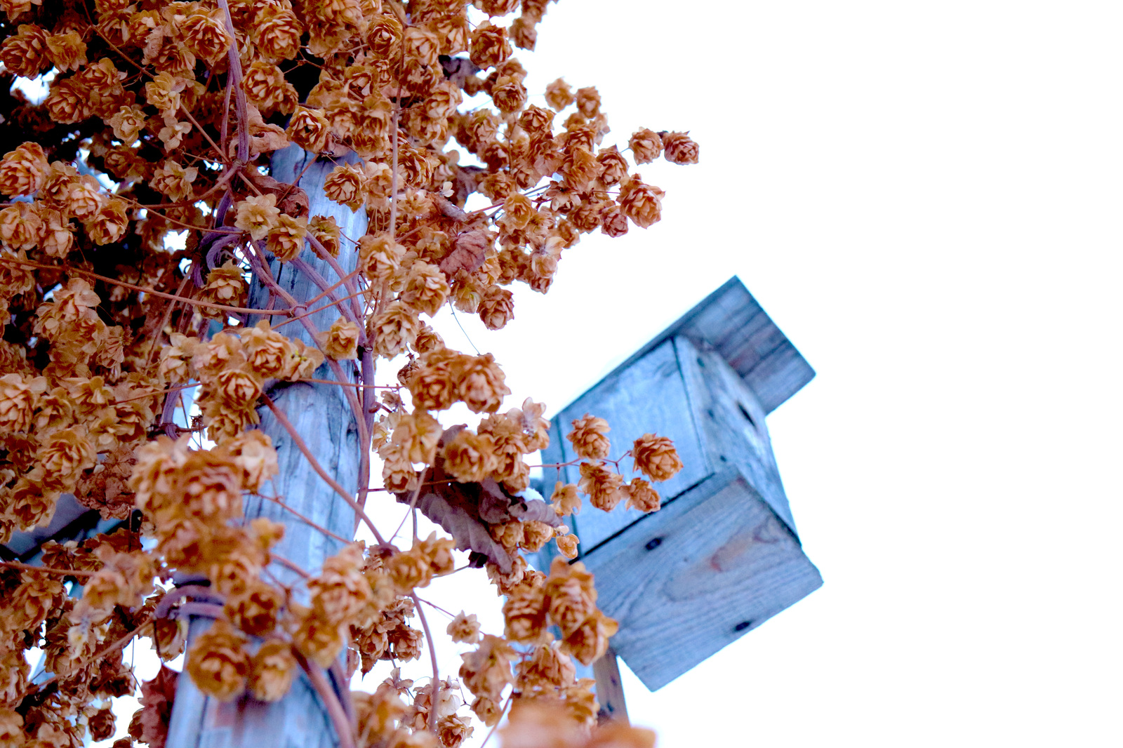 While the tenants are not at home - My, Beginning photographer, Birdhouse, Composition, Canon, Udmurtia, The photo